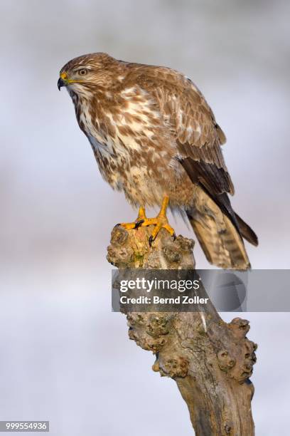 buzzard (buteo buteo), perched on a tree stump in a snow-covered landscape, swabian alb biosphere reserve, baden-wuerttemberg, germany - ökologisches reservat stock-fotos und bilder