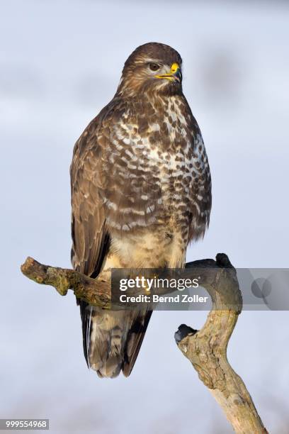buzzard (buteo buteo), perched on a branch in a snow-covered landscape, swabian alb biosphere reserve, baden-wuerttemberg, germany - ecological reserve stock pictures, royalty-free photos & images