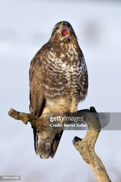 buzzard (buteo buteo), perched on a branch in a snow-covered landscape with an open beak, swabian alb biosphere reserve, baden-wuerttemberg, germany - ecological reserve stock pictures, royalty-free photos & images