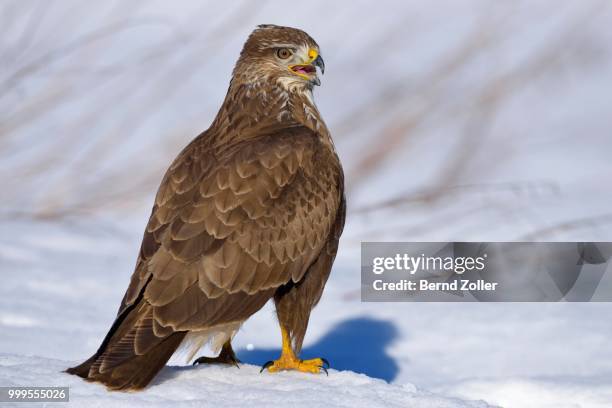 buzzard (buteo buteo), perched on snow-covered ground, swabian alb biosphere reserve, baden-wuerttemberg, germany - ecological reserve stock pictures, royalty-free photos & images