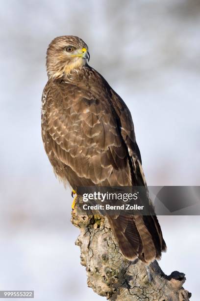 buzzard (buteo buteo), perched on a tree stump in a snow-covered landscape, swabian alb biosphere reserve, baden-wuerttemberg, germany - ecological reserve stock pictures, royalty-free photos & images