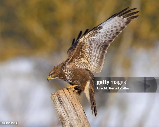 buzzard (buteo buteo), landing on an old willow pole, swabian alb biosphere reserve, baden-wuerttemberg, germany - ökologisches reservat stock-fotos und bilder