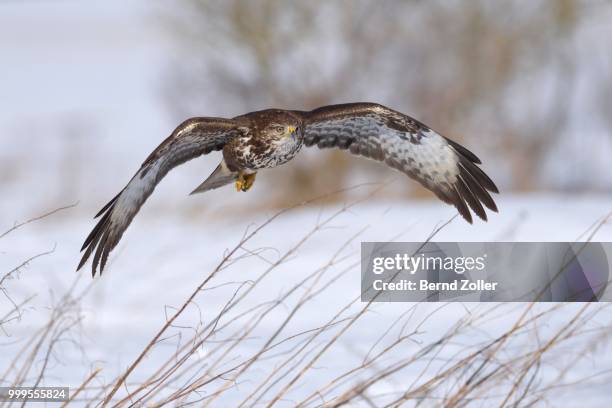 buzzard (buteo buteo) in flight over a snow-covered landscape, swabian alb biosphere reserve, baden-wuerttemberg, germany - ecological reserve stock pictures, royalty-free photos & images