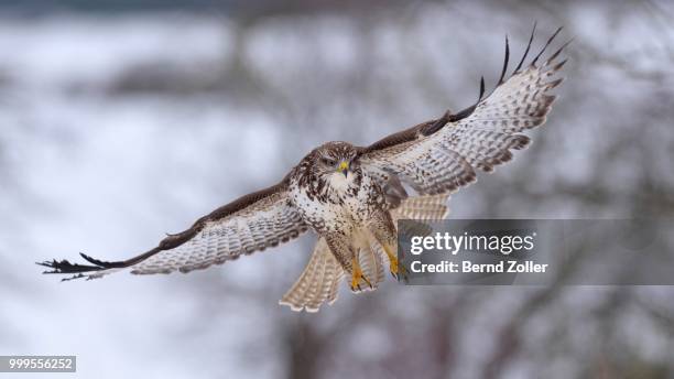 buzzard (buteo buteo) in flight, swabian alb biosphere reserve, baden-wuerttemberg, germany - ecological reserve stock pictures, royalty-free photos & images
