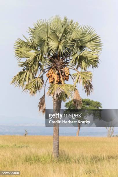 african fan palm (borassus aethiopum), murchinson falls national park, uganda - waaierpalm stockfoto's en -beelden