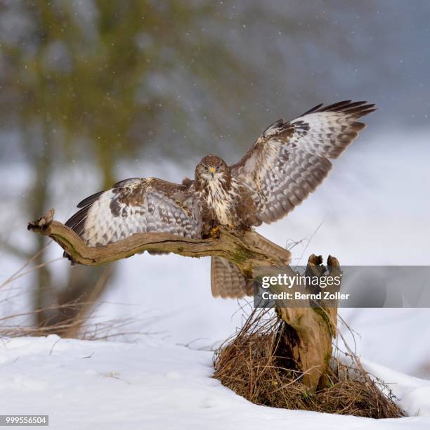 buzzard (buteo buteo), dark form, landing on a branch with light snow, swabian alb biosphere reserve, baden-wuerttemberg, germany - ecological reserve stock pictures, royalty-free photos & images