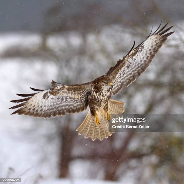 buzzard (buteo buteo), dark form, in flight with light snowfall, swabian alb biosphere reserve, baden-wuerttemberg, germany - ecological reserve stock pictures, royalty-free photos & images