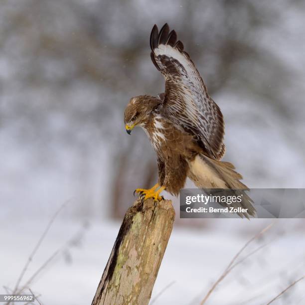 buzzard (buteo buteo), dark form, landing on a willow pole, swabian alb biosphere reserve, baden-wuerttemberg, germany - ecological reserve stock pictures, royalty-free photos & images