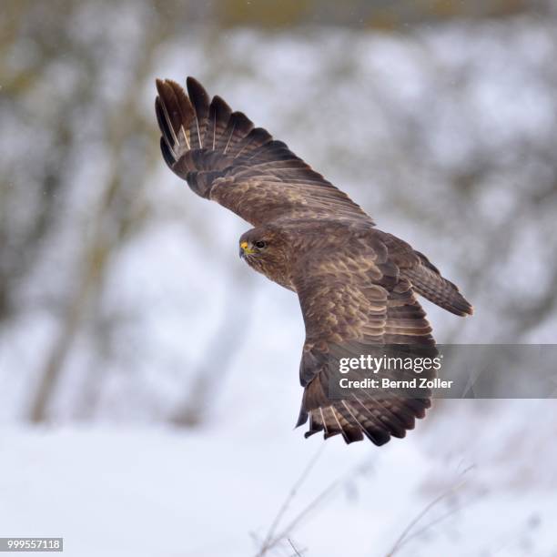 buzzard (buteo buteo), dark form, in flight, swabian alb biosphere reserve, baden-wuerttemberg, germany - ecological reserve stock pictures, royalty-free photos & images