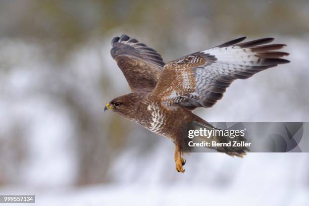 buzzard (buteo buteo), dark form, in flight, swabian alb biosphere reserve, baden-wuerttemberg, germany - ecological reserve stock pictures, royalty-free photos & images