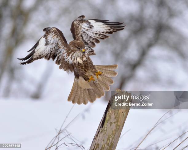 buzzard (buteo buteo), dark form, landing on a willow pole, swabian alb biosphere reserve, baden-wuerttemberg, germany - ecological reserve stock pictures, royalty-free photos & images