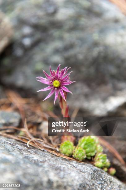 mountain houseleek (sempervivum montanum), purple flower, zay valley, valle di zai, trentino-alto adige, italy - inflorescence photos et images de collection