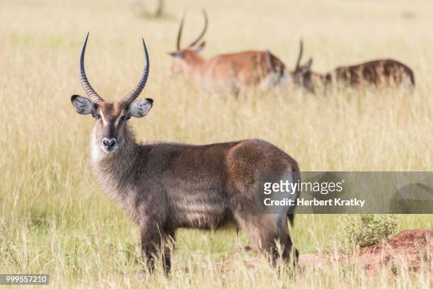 defassa waterbuck (kobus ellipsiprymnus defassa), murchinson falls national park, uganda - defassa waterbuck stock pictures, royalty-free photos & images