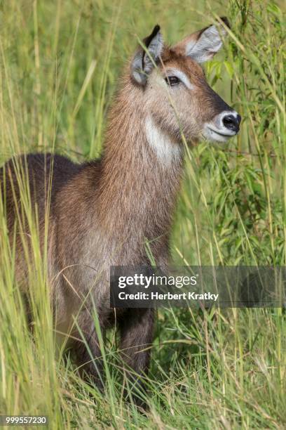 defassa waterbuck (kobus ellipsiprymnus defassa), murchinson falls national park, uganda - defassa waterbuck stock pictures, royalty-free photos & images