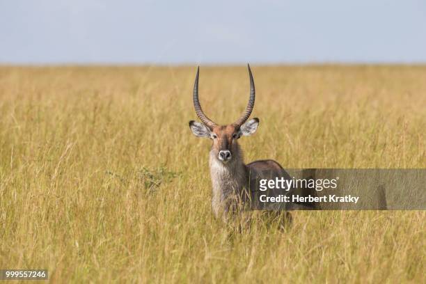 defassa waterbuck (kobus ellipsiprymnus defassa), murchinson falls national park, uganda - defassa waterbuck stock pictures, royalty-free photos & images