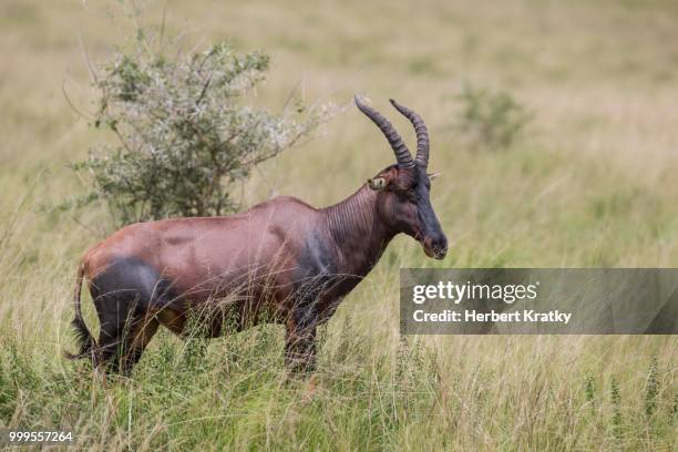 topi (damaliscus korrigum), ishasha, queen elizabeth national park, uganda - hartebeest stock pictures, royalty-free photos & images