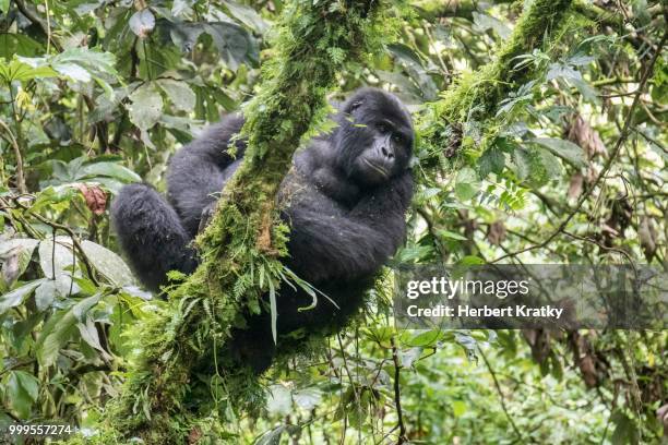 mountain gorilla (gorilla beringei beringei) of the nkuringo group, bwindi impenetrable forest national park, uganda - bwindi national park stock pictures, royalty-free photos & images