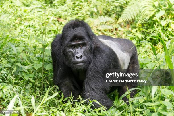 mountain gorilla (gorilla beringei beringei) of the nkuringo group, bwindi impenetrable forest national park, uganda - bwindi national park stock pictures, royalty-free photos & images