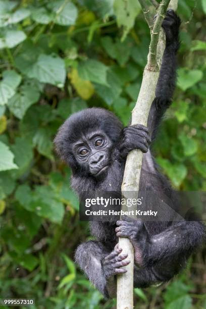 mountain gorilla (gorilla beringei beringei) of the nkuringo group, bwindi impenetrable forest national park, uganda - bwindi national park stock pictures, royalty-free photos & images