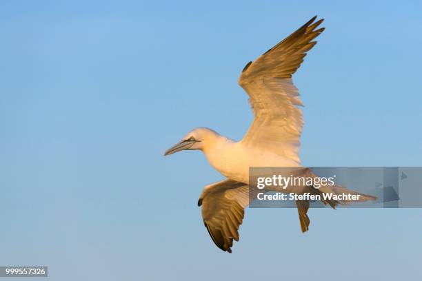 northern gannet (morus bassanus) in flight, heligoland, schleswig-holstein, germany - schleswig holstein stock pictures, royalty-free photos & images