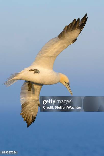 northern gannet (morus bassanus) in flight, heligoland, schleswig-holstein, germany - schleswig holstein stock pictures, royalty-free photos & images