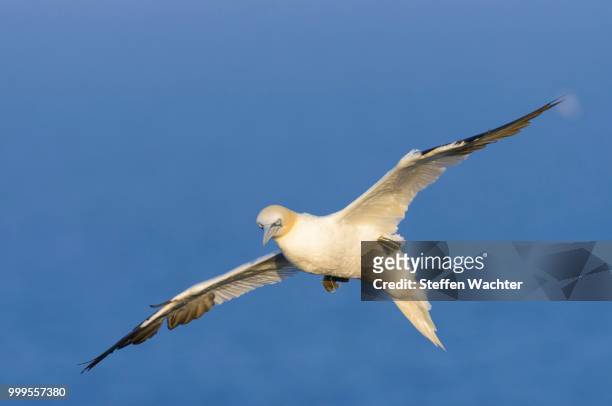 northern gannet (morus bassanus) in flight, heligoland, schleswig-holstein, germany - gannet stockfoto's en -beelden