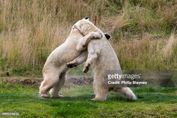 polar bear at play - vulnerable species stock pictures, royalty-free photos & images