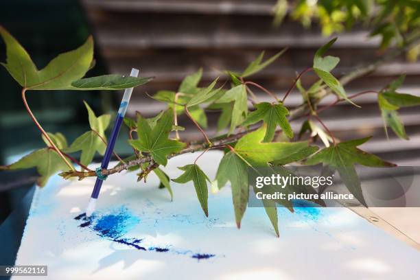 The installation "Wind paints" from Rikuo Ueda can be seen at the exhibition "The Tree as Art Work" at the Waelderhaus in Hamburg, Germany, 1...