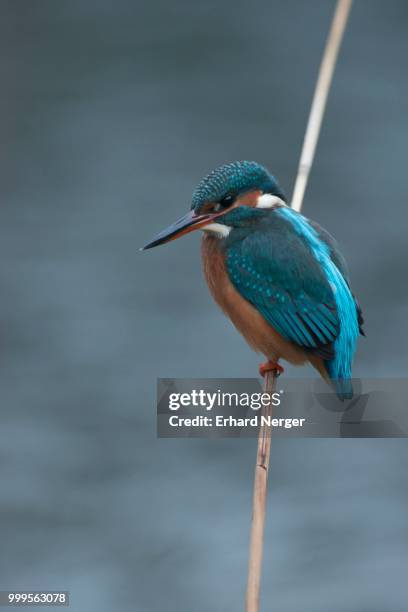 kingfisher (alcedo atthis), emsland, lower saxony, germany - costas de animal - fotografias e filmes do acervo