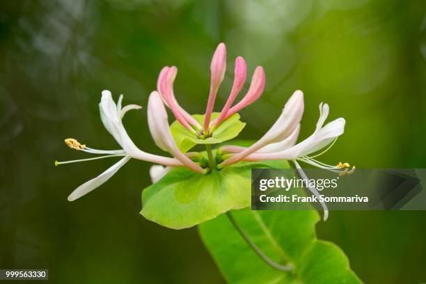perfoliate honeysuckle or italian honeysuckle (lonicera caprifolium), flowering, thuringia, germany - florescencia fotografías e imágenes de stock