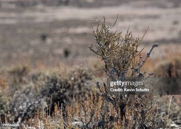 sagebrush (great basin national park, nevada) [october 21st, 2017] - basin bildbanksfoton och bilder