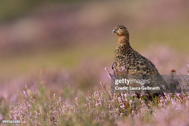 red grouse in heather - ptarmigan stock pictures, royalty-free photos & images