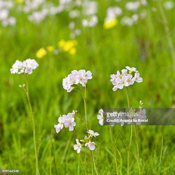 cuckooflower or lady's smock (cardamine pratensis) growing in a marsh area, north rhine-westphalia, germany - inflorescence photos et images de collection