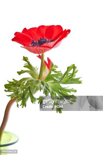 poppy anemone or spanish marigold (anemone coronaria) - inflorescence stock pictures, royalty-free photos & images