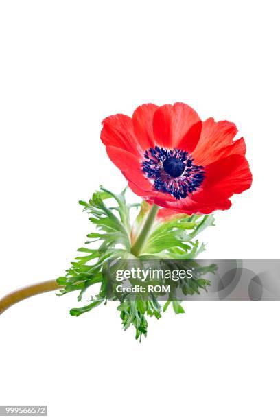 poppy anemone or spanish marigold (anemone coronaria) - blütenstand stock-fotos und bilder