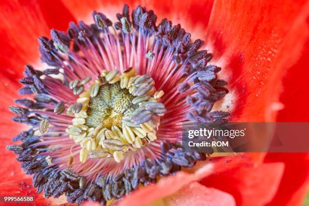 poppy anemone or spanish marigold (anemone coronaria) - inflorescence stock pictures, royalty-free photos & images