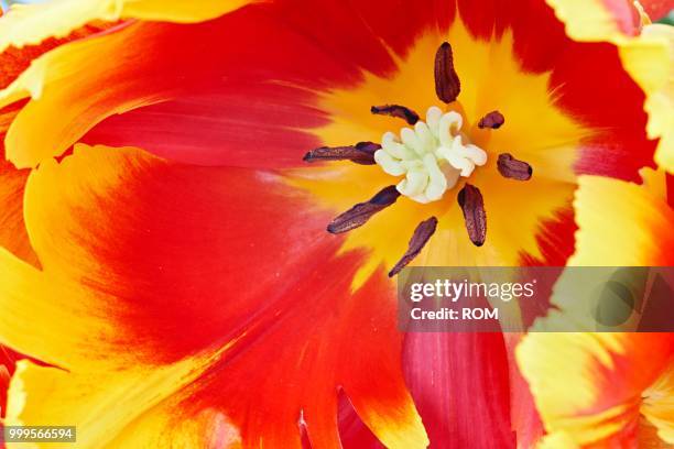 parrot tulip (tulipa) - inflorescence stock pictures, royalty-free photos & images