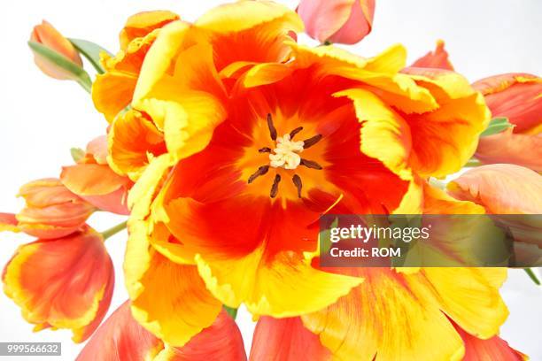 parrot tulips (tulipa) - inflorescence photos et images de collection