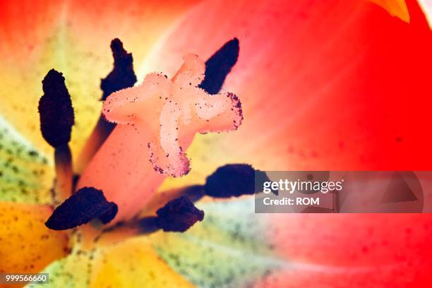 parrot tulip (tulipa), pistil - blütenstand stock-fotos und bilder