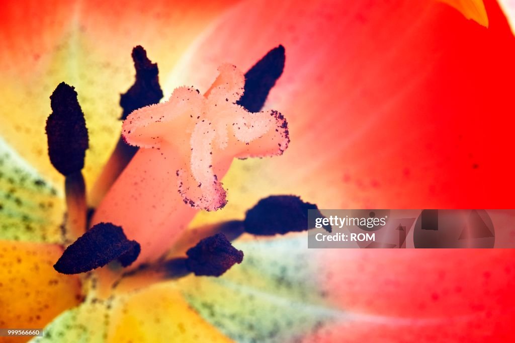 Parrot Tulip (Tulipa), pistil