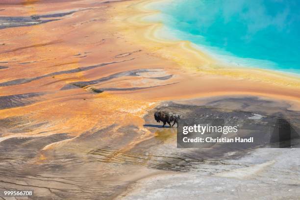 bison crossing the sinter crust of grand prismatic spring, yellowstone national park, wyoming, united states - cuenca-del-géiser-midway fotografías e imágenes de stock