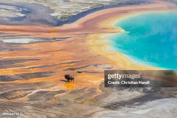 bison crossing the sinter crust of grand prismatic spring, yellowstone national park, wyoming, united states - midway geyser basin stock-fotos und bilder