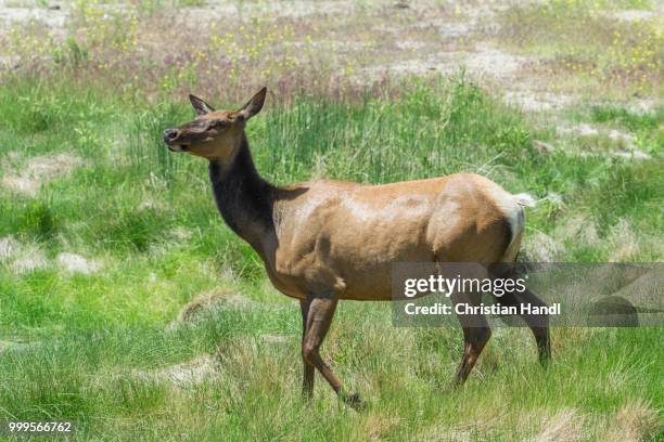 american elk or wapiti (cervus canadensis), female, mammoth hot springs, yellowstone national park, wyoming, united states - hot springs bildbanksfoton och bilder