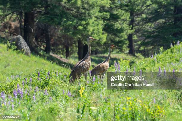 sandhill cranes (grus canadensis), beaver ponds trail, yellowstone national park, wyoming, united states - antigone stock pictures, royalty-free photos & images