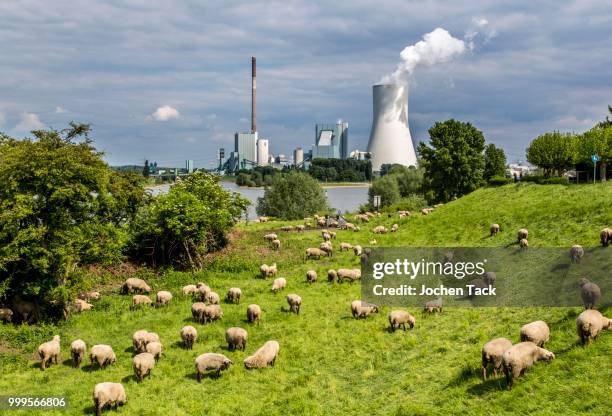 sheep on the pasture in front of the walsum steag power plant, a coal-fired power station, cooling tower block 10, on the rhine, duisburg, ruhr district, north rhine-westphalia, germany - ruhr stock-fotos und bilder