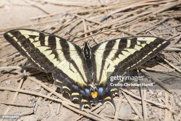 western tiger swallowtail (papilio rutulus), bryce canyon national park, utah, united states - old world swallowtail stock pictures, royalty-free photos & images