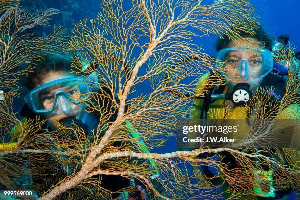 two divers behind fan coral (melithaea sp.), palau - gorgonia sp stock pictures, royalty-free photos & images