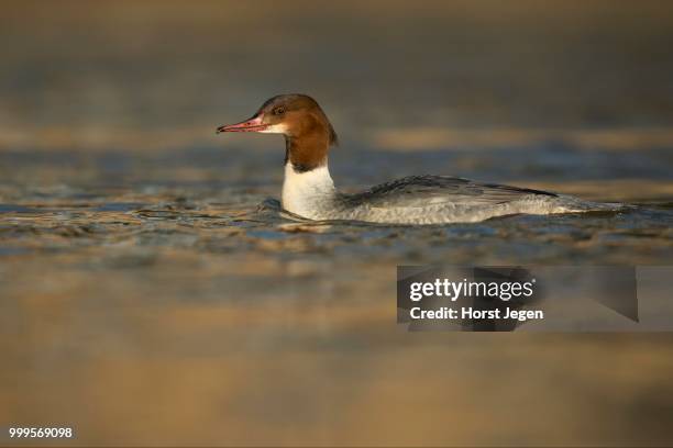 goosander (mergus merganser), moselle, rhineland palatinate, germany - common merganser stockfoto's en -beelden