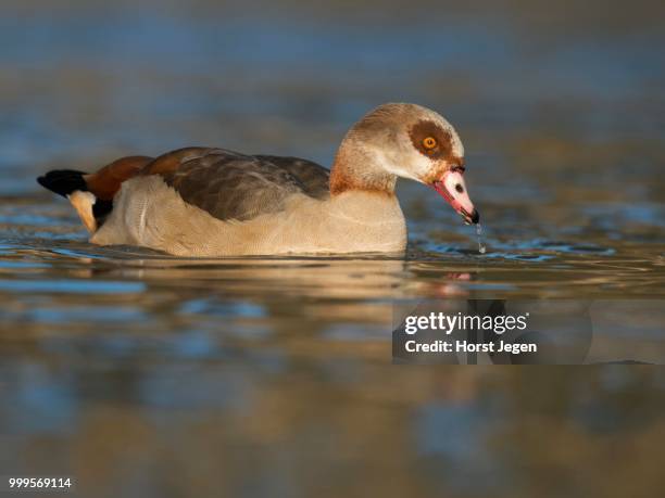 egyptian goose (alopochen aegyptiacus), moselle, rhineland palatinate, germany - ganso do egipto imagens e fotografias de stock