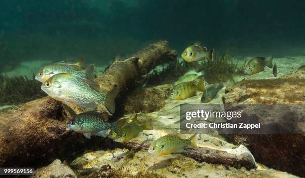 pumpkinseed, pumpkinseed sunfish (lepomis gibbosus) in rainbow river, florida, united states - ray finned fish stock-fotos und bilder